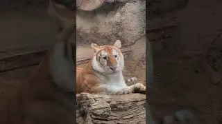 The golden tabby tiger, also known as the strawberry tiger, is an exceptionally rare color