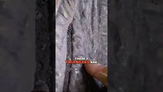 Раскрываем тайны Ледникового периода!