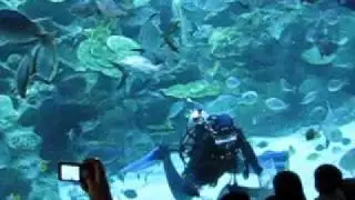 Giant Blotched Fantail Ray