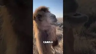 Fun Facts about Camel #didyouknow
