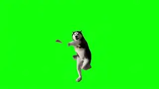 Husky Dancing Trend Green Screen Meme 1 Hour Loop