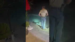 Naples Family Finds Massive Alligator Taking Midnight Dip in Their Pool