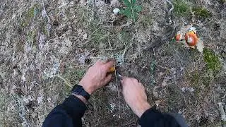 Красивый круг мухомора кесарево сечение 2021