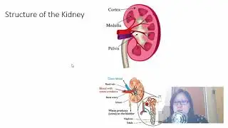 Chap 14 (Part 2) Osmoregulation | Cambridge A-Level 9700 Biology