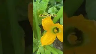 BEES STAYING ALIVE | ALLOTMENT LIFE | HOW TO GROW COURGETTES 😎🐝