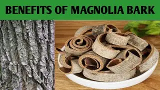 9 Amazing Benefits Of Magnolia Bark