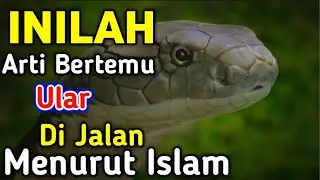 Arti Bertemu Ular Di Jalan || Menurut Islam Apakah ini Mitos atau Fakta || Simak in Baik Baik !!