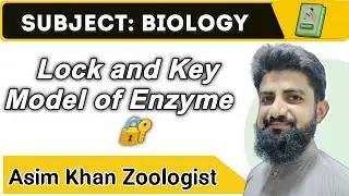 Lock and Key Model of Enzyme|تالا اور کنجی ماڈل|