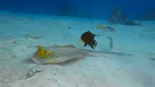 Blue-spotted fantail ray (Taeniura lymma) & more - Mangrove Bay (Egypt) 7-12-2023
