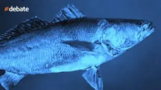 &iquest;Qu&eacute; es el pez totoaba y c&oacute;mo se relaciona con la posible extinci&oacute;n de la vaquita marina?
