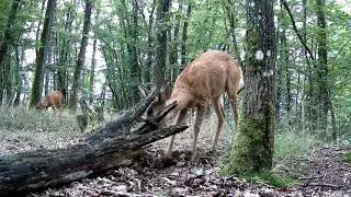 BlazeVideo Wildkameras & Jagdkameras