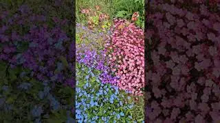 spring flowers ..Apr 25,2025