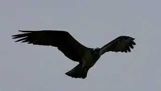 1 Minute Osprey In Flight