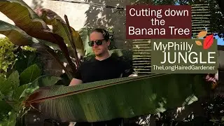 Over wintering my banana tree🍌red Abyssinian banana
