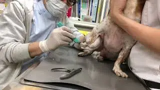 ①皮膚糸状菌症、膿皮症、10歳、スムースミニチュアダックスのリオちゃんの診察、治療