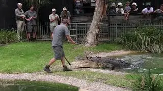 Elvis the Crocodile Talk and Feed