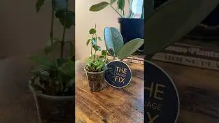 Harli G Foliage Fix Houseplant Haul | Hoya Obovata | Endauensis | Hoyas | Tropical Rare Houseplants