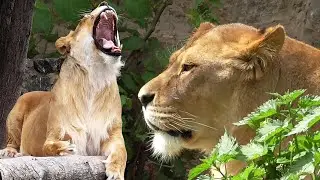 Relaxation. Lionesses rest and take care of themselves!