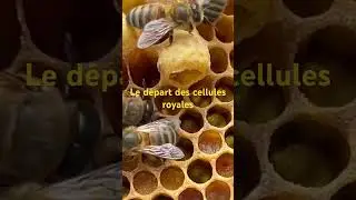 Le d&eacute;part des cellules royales