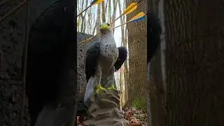 In den SCHNABEL GESCHOSSEN‼️🦅#bogen #bogensport #outdoor #pfeilundbogen