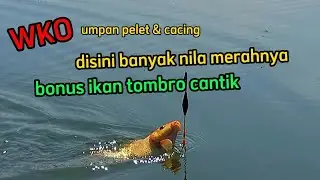 WKO umpan pelet dan cacing disini banyak ikan nila merahnya bonus ikan tombro cantik