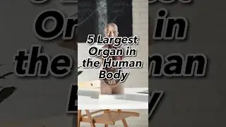 The Powerhouses Within: Discovering the Five Largest Organs in the Human Body!