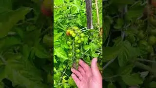 #homegrown tomatoes, cherry tomatoes 🍅 #organic #food