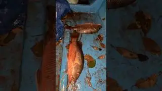 #goanfishing #fishing #nightfishing #bigredsnapper #snapperfishing