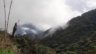 La Palma Forest