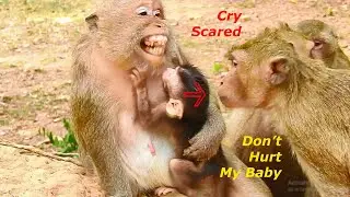 Fearful, Queen cry scared of April maltreat baby Quinton | Adorable baby Quinton walking gestures