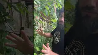 How we use jewelweed mash to prevent poison Ivy rash #garden #foraging #wildplants