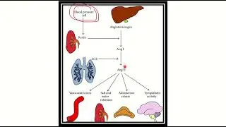 VAsoconstriction physiology MRCS question solve (CRACK MRCS)