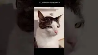 😺 Подборка смешных и милых видео с животными 2025 года 🤣
