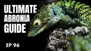 Abronia Lizards | The Ultimate Guide