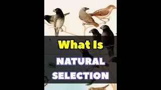 What Is Natural Selection? | Quick Learn #naturalselectiontheories