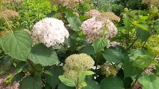 Цветёт древовидная гортензия Меджикал Пинкербелл👌 🌸🌸🌸🌸