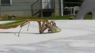 Praying Mantis Eating Grasshopper