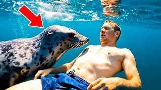 [Full Story] The Heart-Stopping Moment a Seal Did the Unthinkable to Save a Drowning Man!