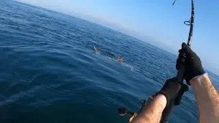 Irelands inshore Monsters