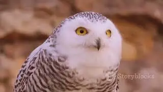 Fun fact about the arctic owl