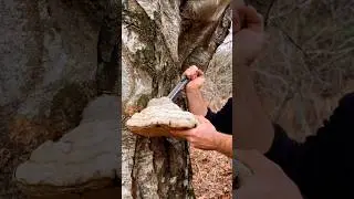Tinder Fungus. An ember that burns for hours. #firestarter #asmr #outdoors #nature #ember