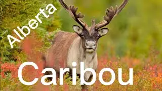 Caribou Buffalo Elk - From Above With DJI Mini 2 #加拿大#Alberta#自然景观#
