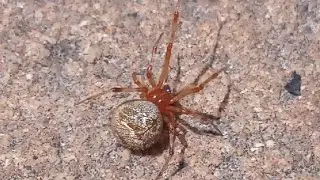 Tangle web spider climb on the arm