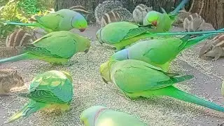 #squirrelstory #squirrelwatching #parrots birds #parrottalking 