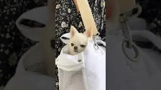 dog tote bag in blanc