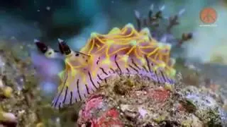 Halgerda willeyi