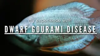 Why I Will Never Get Another Dwarf Gourami - Dwarf Gourami Disease