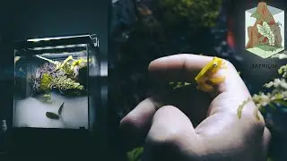 WELCOME TO JATRIUM WORLD ! SETUP BUILD TERRARIUM FOR THE GOLDEN DWARF TREE FROG !