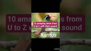 10 amazing birds From U to Z with their names and sound.#birds