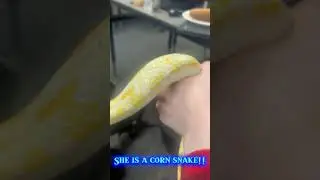 BUTTER THE CORNSNAKE!!!! 🧈🧈